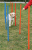 Dog Activity Agility Slalom 1